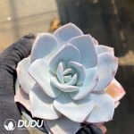 Echeveria white lotus