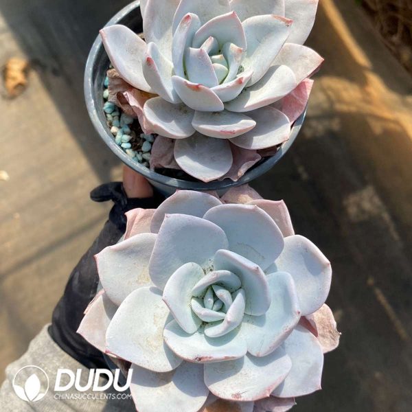 Echeveria white lotus - Image 2