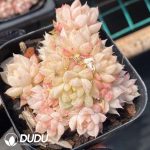 Echeveria green gem