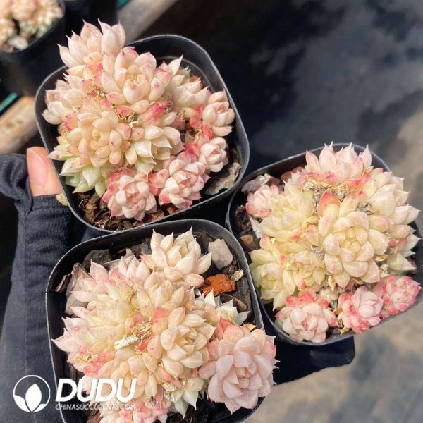 Echeveria green gem - Image 2