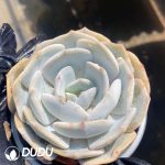 Echeveria jiujiu frost