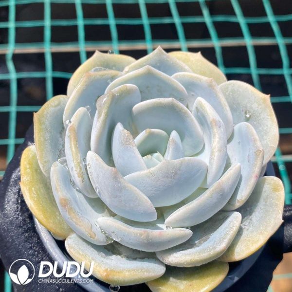 Echeveria jiujiu frost - Image 2