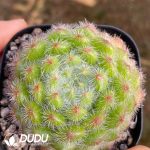 Echeveria golden fruit