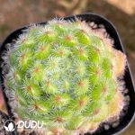 Echeveria golden fruit - Image 2