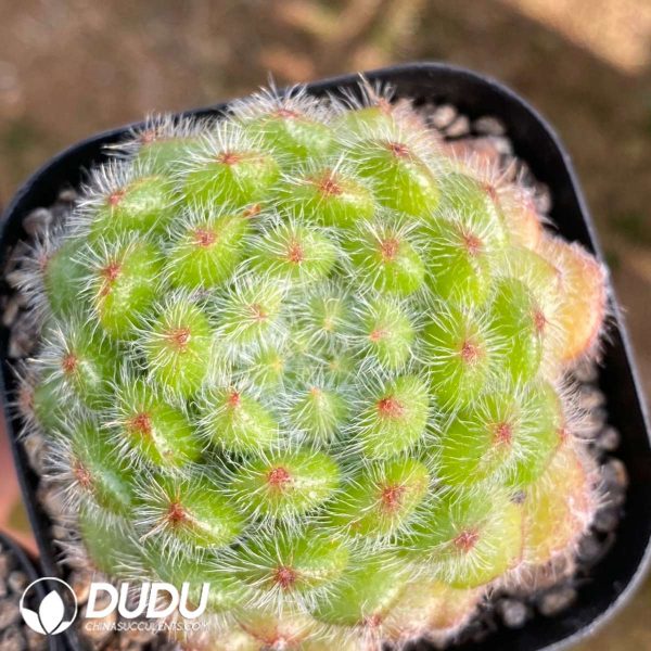 Echeveria golden fruit - Image 2