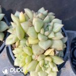 Echeveria golden fruit