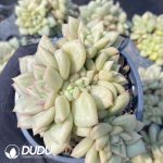 Echeveria golden fruit - Image 2