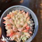 Echeveria Elsa
