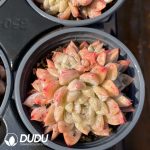 Echeveria Elsa - Image 2