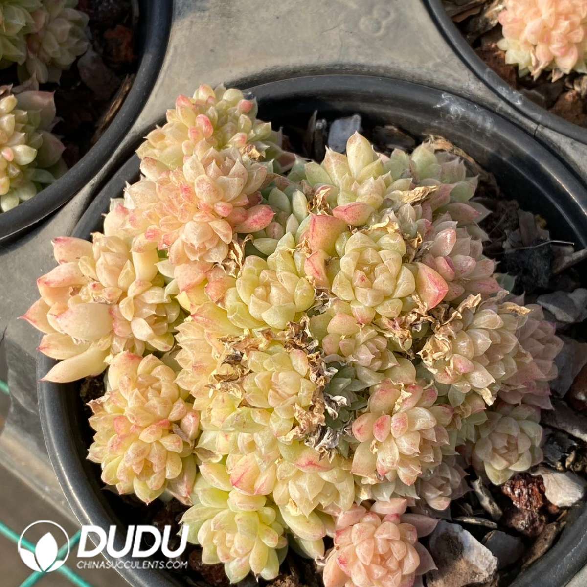 09246D120201.jpg Echeveria green gem - Image 1