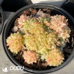 Echeveria green gem - Image 2