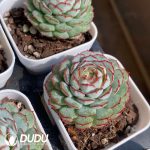 Echeveria red boat
