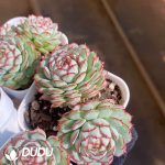 Echeveria red boat - Image 2