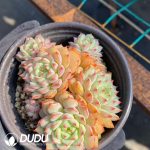 Echeveria rose clustering