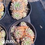Echeveria rose clustering - Image 2