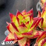 Echeveria Lipstick