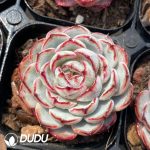 Echeveria Lace