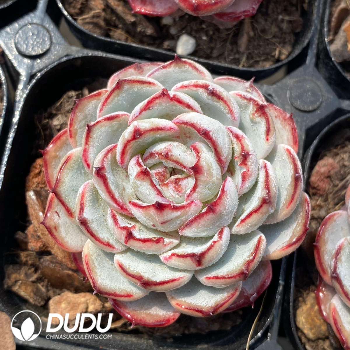 09250D60201.jpg Echeveria Lace - Image 1