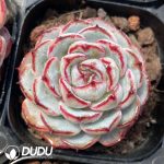 Echeveria Lace - Image 2