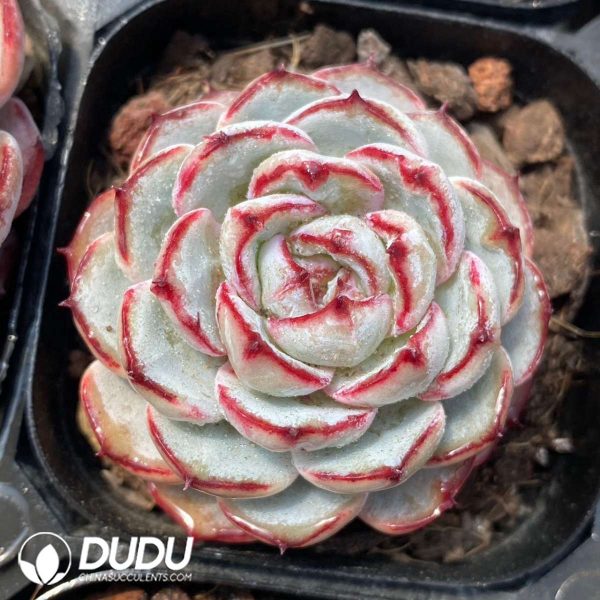 Echeveria Lace - Image 2
