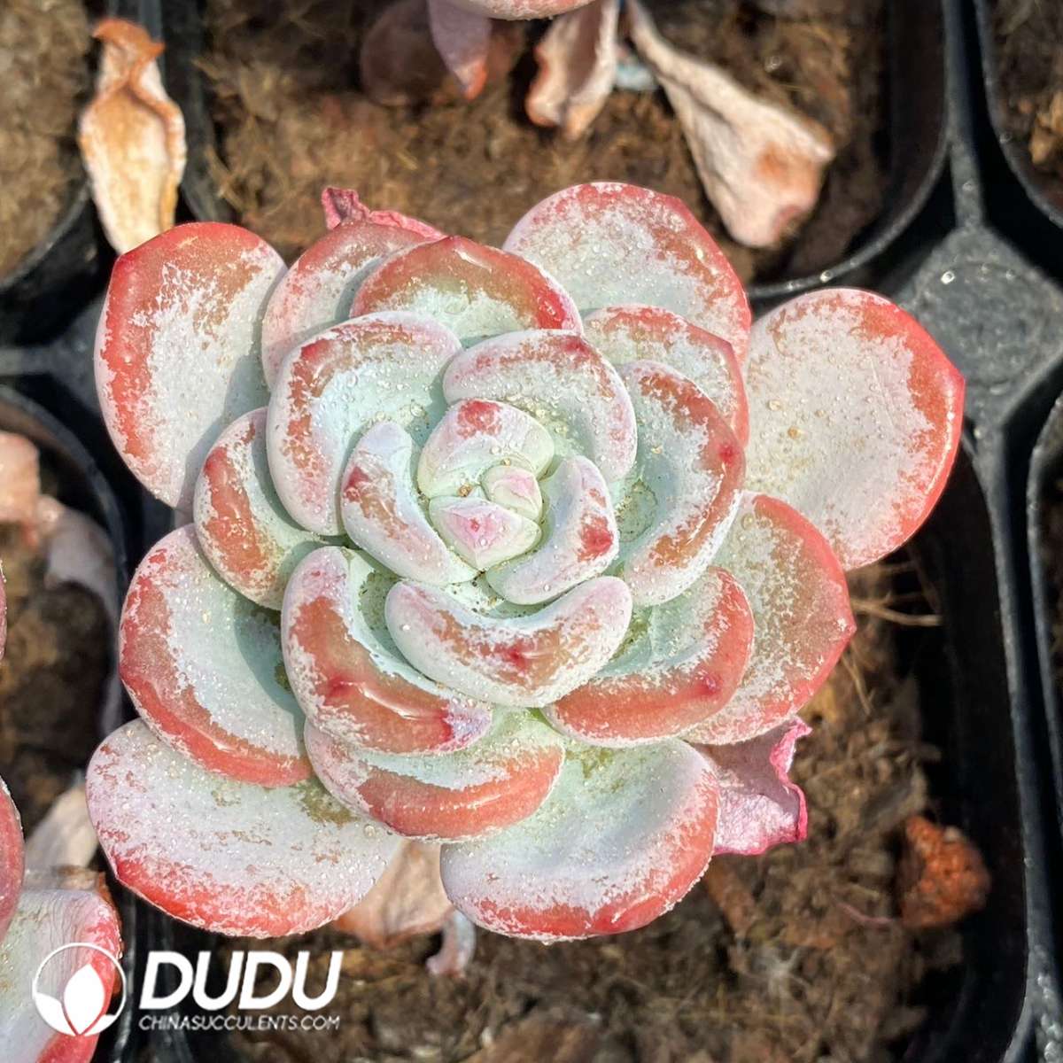 09251D60201.jpg Echeveria White Elegans - Image 1