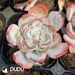 Echeveria White Elegans - Image 2