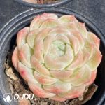 Echeveria Jade Pond