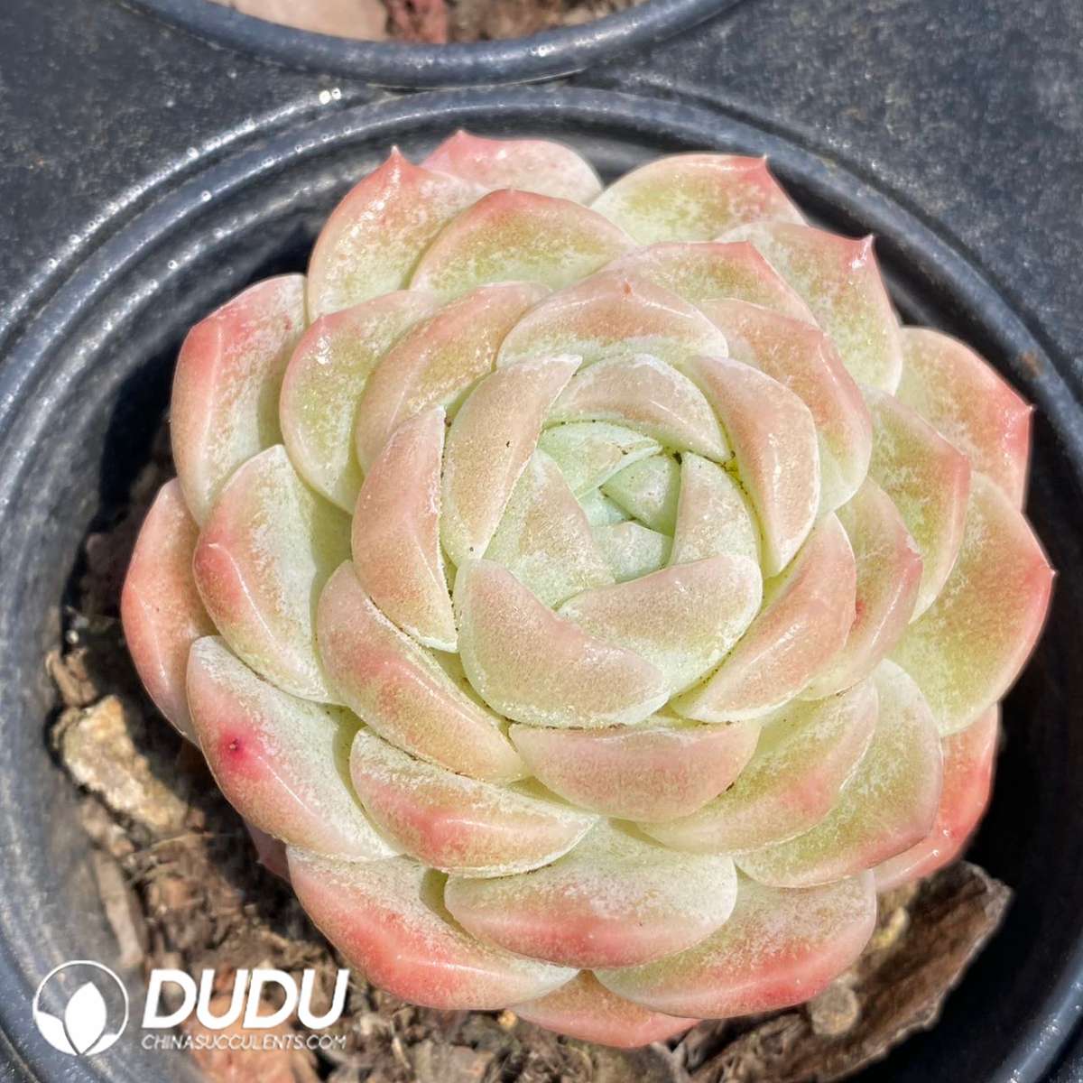 09252D90201.jpg Echeveria Jade Pond - Image 1
