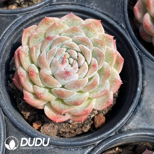 Echeveria Jade Pond - Image 2
