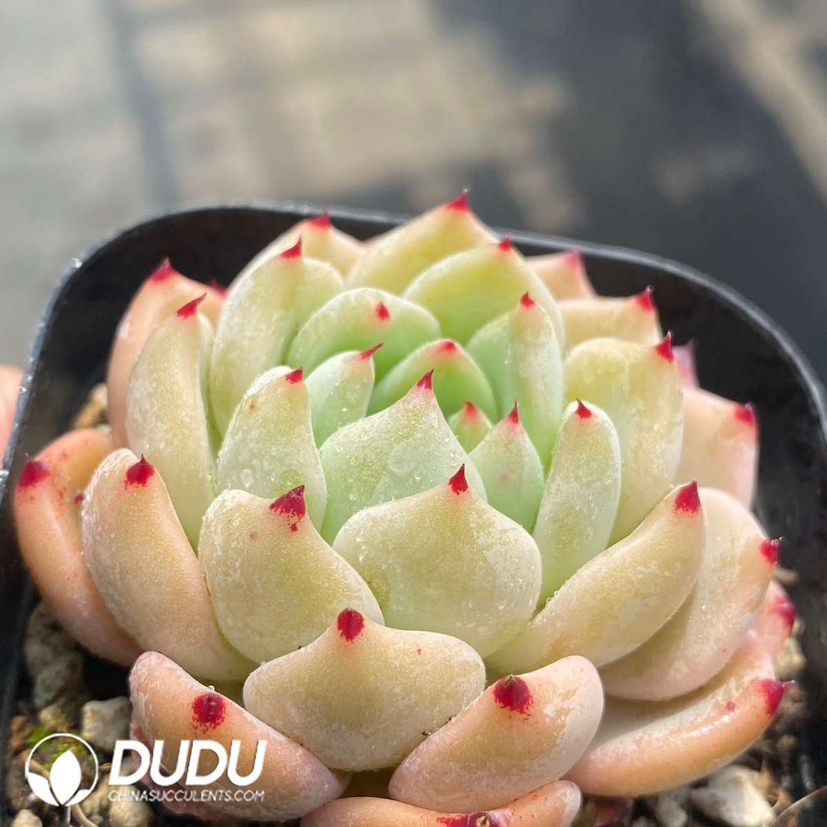 09253D60201.jpg Echeveria Ace - Image 1