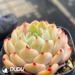 Echeveria Ace - Image 2