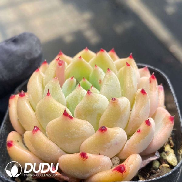 Echeveria Ace - Image 2