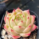 Echeveria Phoenix Fire