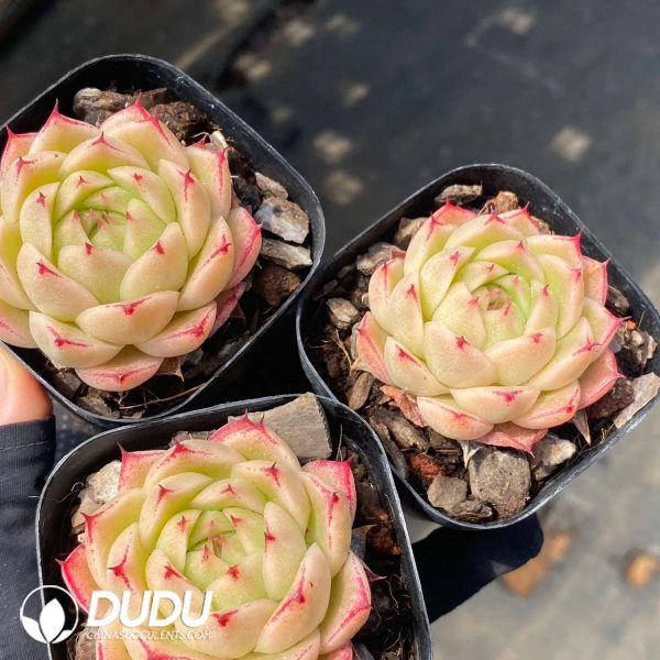 Echeveria Phoenix Fire - Image 2