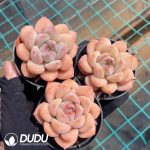 Echeveria Moon Chrysanthemum - Image 2