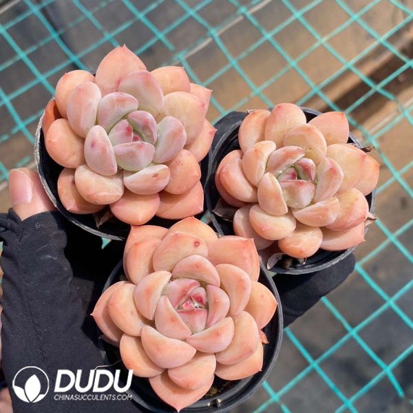 Echeveria Moon Chrysanthemum - Image 2