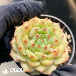Echeveria Rose Lotus
