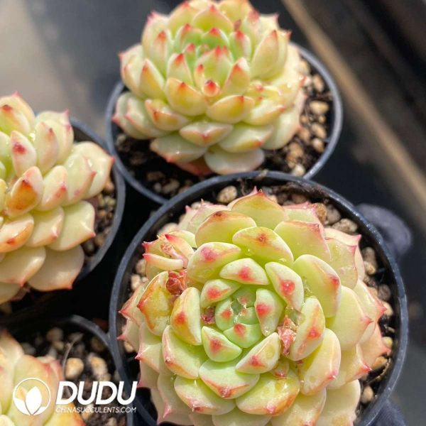 Echeveria Rose Lotus - Image 2