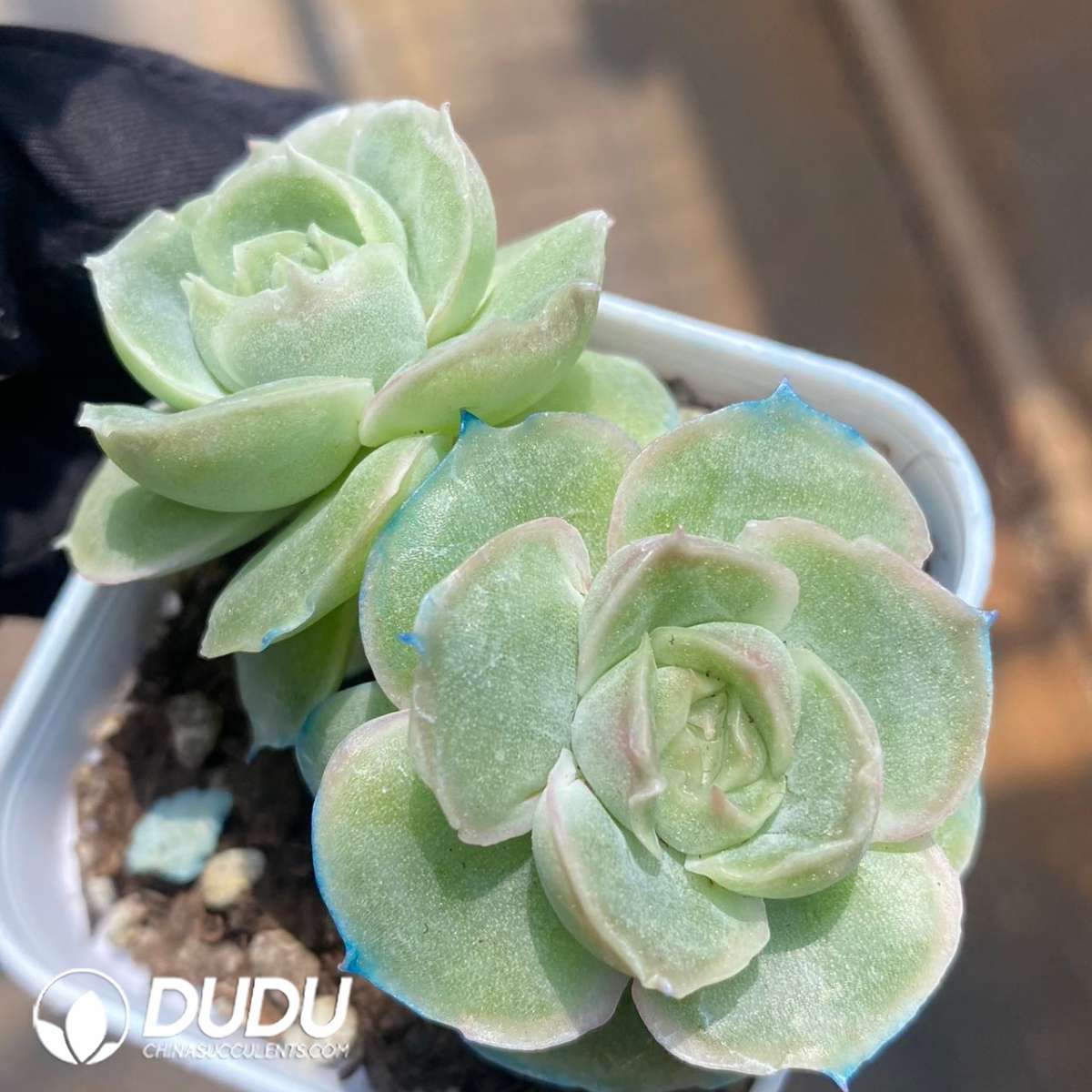 09257D60201.jpg Echeveria Shrimp Dumpling Double Heads - Image 1