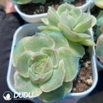 Echeveria Shrimp Dumpling Double Heads - Image 2