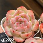 Echeveria Peach Snow Coral