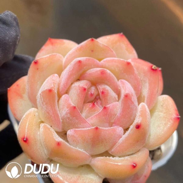 Echeveria Peach Snow Coral - Image 2
