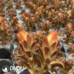 Echeveria Golden Rabbit Ear