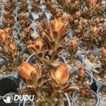 Echeveria Golden Rabbit Ear - Image 2