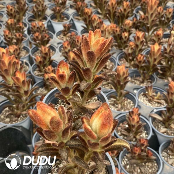 Echeveria Golden Rabbit Ear - Image 2
