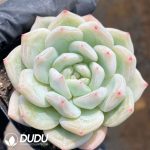 Echeveria Feather Grace