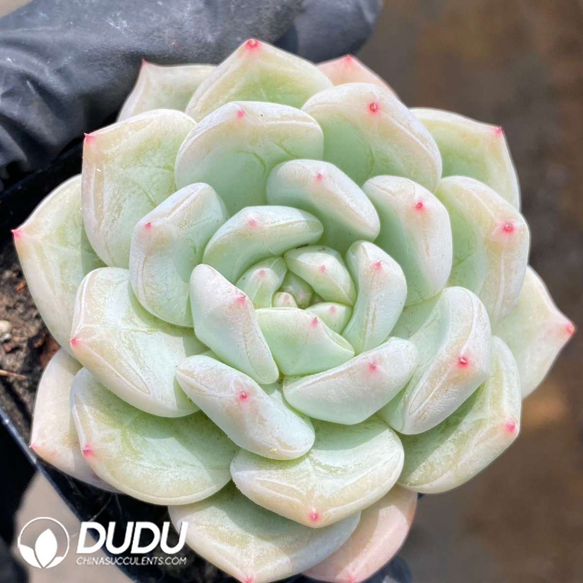 09260D60201.jpg Echeveria Feather Grace - Image 1