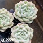 Echeveria Feather Grace - Image 2
