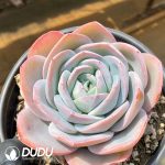 Echeveria Blue Brule