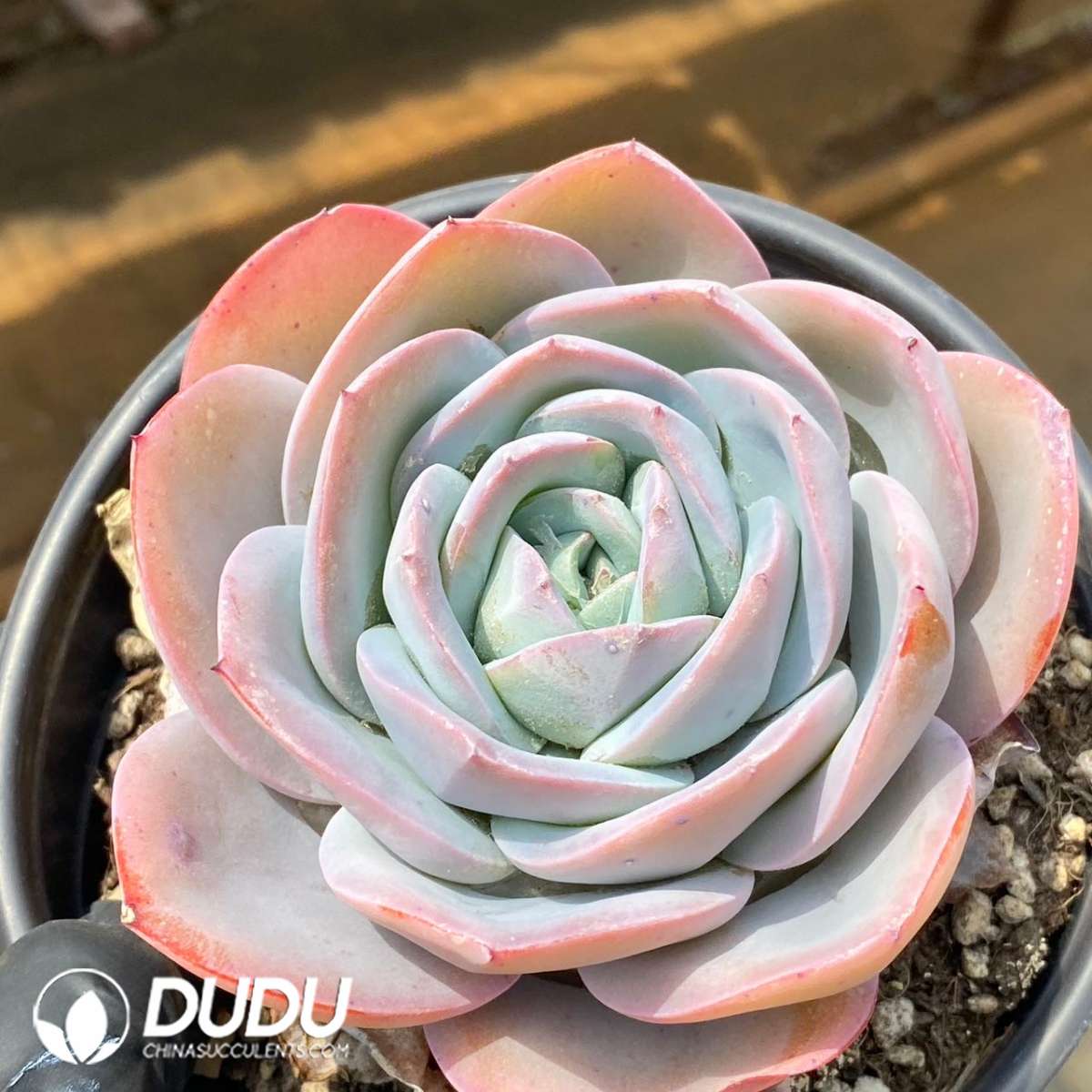 09261D120201.jpg Echeveria Blue Brule - Image 1